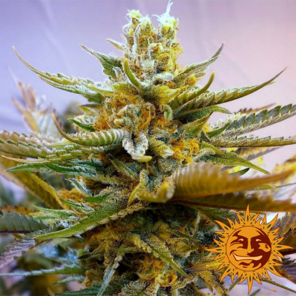 kaninchen カニンチェン　ポメべロス G13 HAZE – купить в Coffeeshop.ua